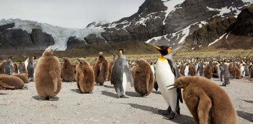 Antarctica_SouthGeorgia_Island_King_Penguins__c__Albatros_Polar_Latitudes_Expeditions