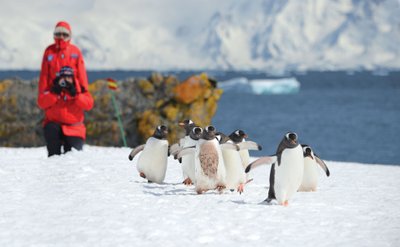 Antarctic_Gentoo_Penguins_©_Poseidon_Expeditions