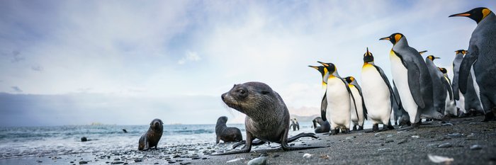 King_Penguins_South_Georgia_©_Dietmar_Denger_Oceanwide_Expeditions