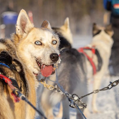 Schlittenhunde_Abenteuer_Lappland_©_Hapag_Lloyd_Cruises