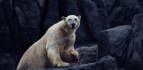 Torngat Mountains Base Camp Eisbär