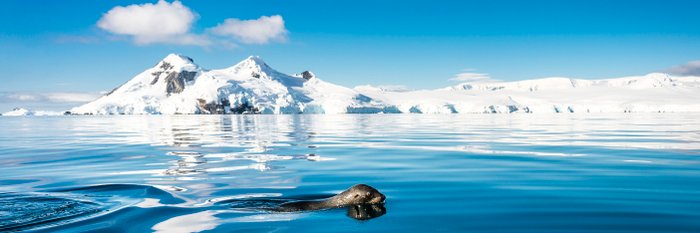Seal_Antarctica_©_Dietmar_Denger_Oceanwide_Expeditions
