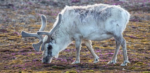 svalbard_reindeer_eating__c__Albatros_Polar_Latitudes_Expeditions