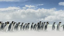 Koengspinguine_Falkland_Inseln_2017c_©_Martin_Zwick_Naturfoto