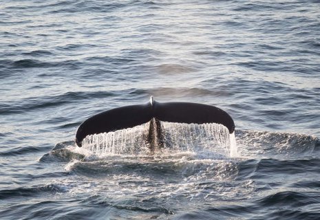 Whale_Northwest_Greenland_Ocean_Explorer__c__Quark_Expeditions