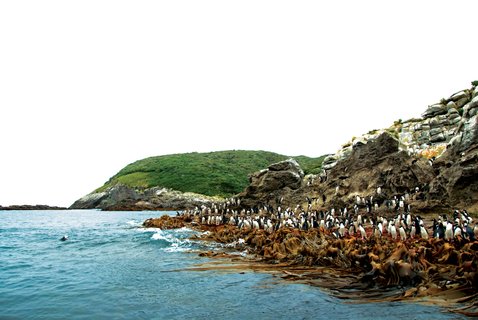 Crested_Penguins_Sub_Antarctic_Island_©_A_Russ_Heritage_Expeditions