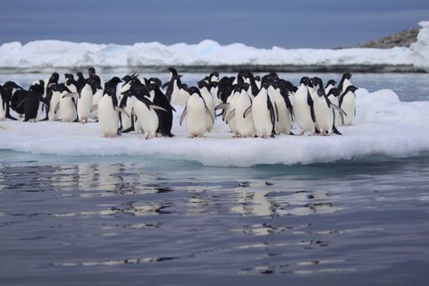 Adelie_Penguins_Antarctica_©_Heritage_Expeditions