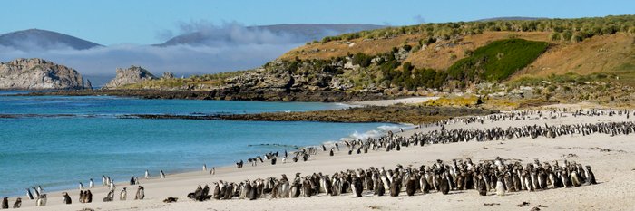 Magellanic_Penguins_Falkland_Islands_©_Werner_Thiele_Oceanwide_Expeditions
