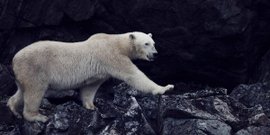 Torngat Mountains Base Camp Eisbär