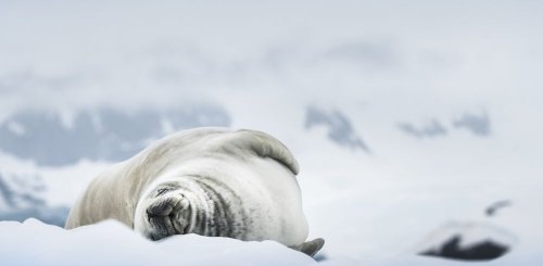 Antarctica_Curverville_Island___c__Albatros_Polar_Latitudes_Expeditions