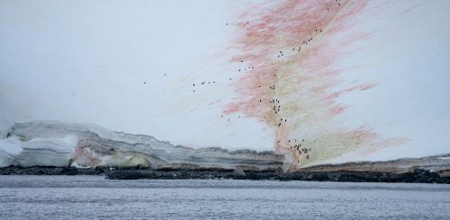 Antarctica__c__Albatros_Polar_Latitudes_Expeditions