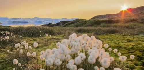 Greenland_Wild_Nature__c__Albatros_Polar_Latitudes_Expeditions