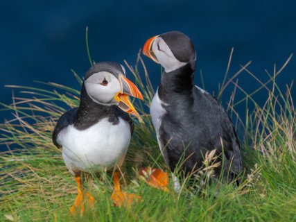 Papageitaucher_2_Shetland_Inseln_©_Martin_Zwick_Naturfotografie