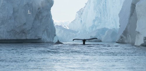 Arctic_Whale__c__Albatros_Polar_Latitudes_Expeditions