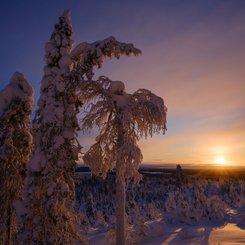 Schnee_Baeume_Finnland_Lappland_©_Martin_Zwick_Naturfotografie