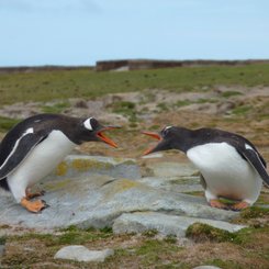 Eselspinguine_Bleaker_Falkland_©_Juergen_Stock_Auf_Kurs_Inselreisen