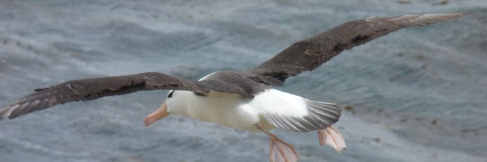 Schwarzbrauenalbatros_Saunders_Sea_Lion_Falkland_©_Juergen_Stock_Auf_Kurs_Inselreisen