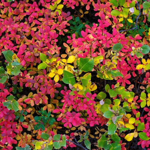 Herbstwald_Myvatn_Nord_Island_©_Martin_Zwick_Naturfotografie