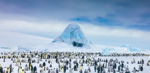 Emperor Penguins Snow Hill_©_David_Merron_Quark_Expeditions