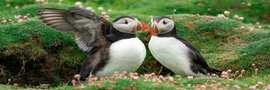 Puffins_Fair_Isle_©_Sara_Jenner_Oceanwide_Expeditions