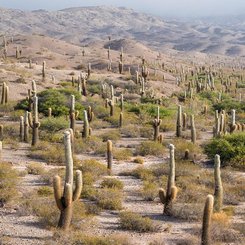 Los_Cardones__c__Martin_Zwick_Naturfoto