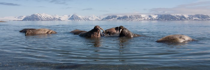 Poolepynten_Prins_Karls_Forland_Svalbard_©_Troels_Jacobsen_Oceanwide_Expeditions