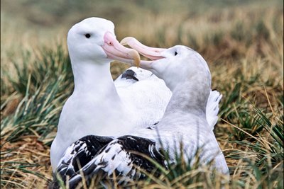 Schwarzbrauenalbatrosse_Falkland_Inseln_2017_©_Martin_Zwick_Naturfoto