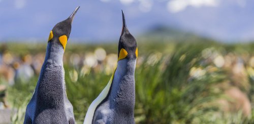 Antarctica_SouthGeorgia_Island_Salisbury_Plain_King_Penguins__c__Albatros_Polar_Latitudes_Expeditions
