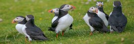 Papageitaucher_Gruppe_Shetland_Inseln_©_Martin_Zwick_Naturfotografie