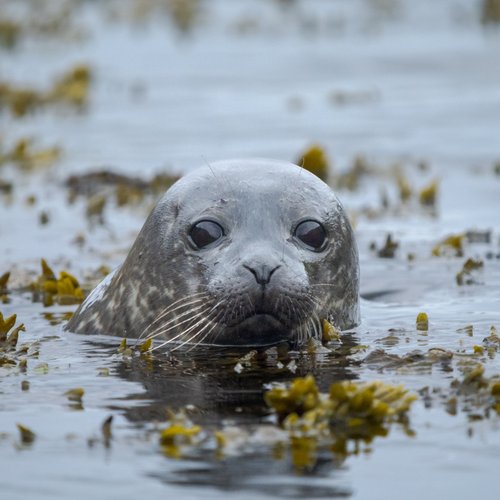 Seal_Shetland_Inseln_©_Martin_Zwick_Naturfotografie