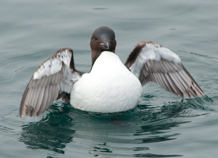Guillemot_Spitsbergen_©_Erwin_Vermeulen_Oceanwide_Expeditions