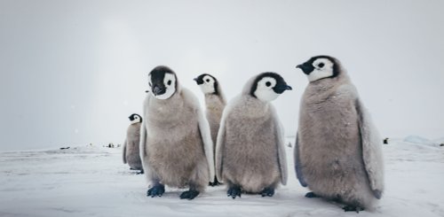 Emperor Penguins Snow Hill_©_David_Merron_Quark_Expeditions