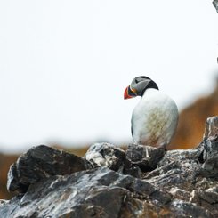 Atlantic_Puffin_©_Acacia_Johnson_Quark_Expeditions