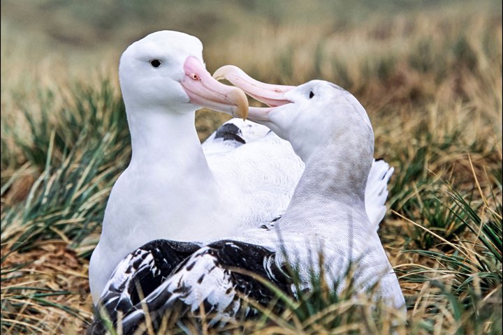 Schwarzbrauenalbatrosse_Falkland_Inseln_2017_©_Martin_Zwick_Naturfoto