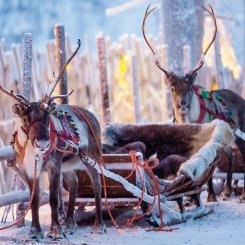 Rentiere_Abenteuer_Lappland_©_Hapag_Lloyd_Cruises