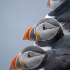 Papageitaucher_3_Shetland_Inseln_©_Martin_Zwick_Naturfotografie