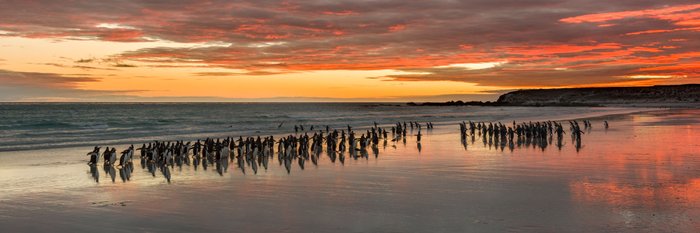 Volunteer_Point_Falkland_Inseln_2017_©_Martin_Zwick_Naturfoto