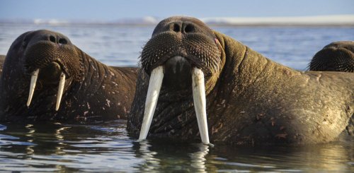 Norway_Svalbard_Sorgfjorden_Walruses__c__Albatros_Polar_Latitudes_Expeditions