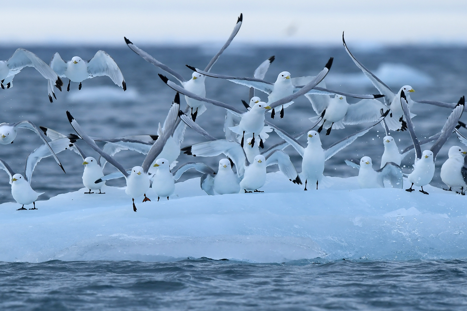 In die russische Arktis nach Spitzbergen und FranzJosefLand