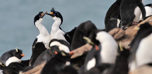 Rockhopper_Blue_Eyed_Shag_Saunders_Falkland_©_Martin_van_Lokven_Oceanwide_Expeditions