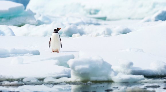 Gentoo_Penguin_Antarctica_©_Aurora_Expeditons_Lauren_Bath