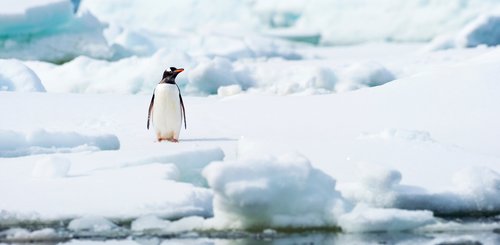 Gentoo_Penguin_Antarctica_©_Aurora_Expeditons_Lauren_Bath