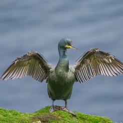 Shag_Shetland_Inseln_©_Martin_Zwick_Naturfotografie