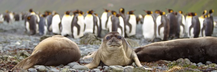 King_Penguins_Sea_Lions_Sub_Antarctic_Islands_©_E_Bell_Heritage_Expeditions