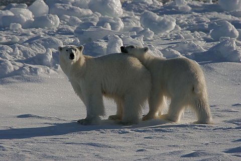 Polar_Bears_Spitsbergen_©_Rinie_van_Meurs_Oceanwide_Expeditions