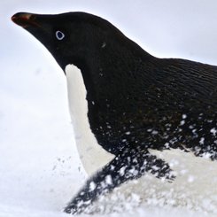 Ross_Sea_Adelie_Penguin_pack_ice_©_Mark_Vogler_Oceanwide_Expeditions