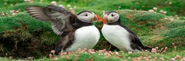 Puffins_Fair_Isle_©_Sara_Jenner_Oceanwide_Expeditions