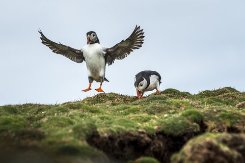 Puffins_©_Anthony_Smith_Poseidon_Expeditions