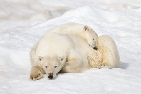 Polar_Bear_on__ice_©_K_Ovsyanikova_Heritage_Expeditions