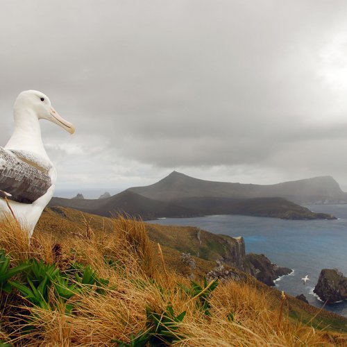 Albatrosses_Sub_Antarctic_Islands_©_Heritage_Expeditions